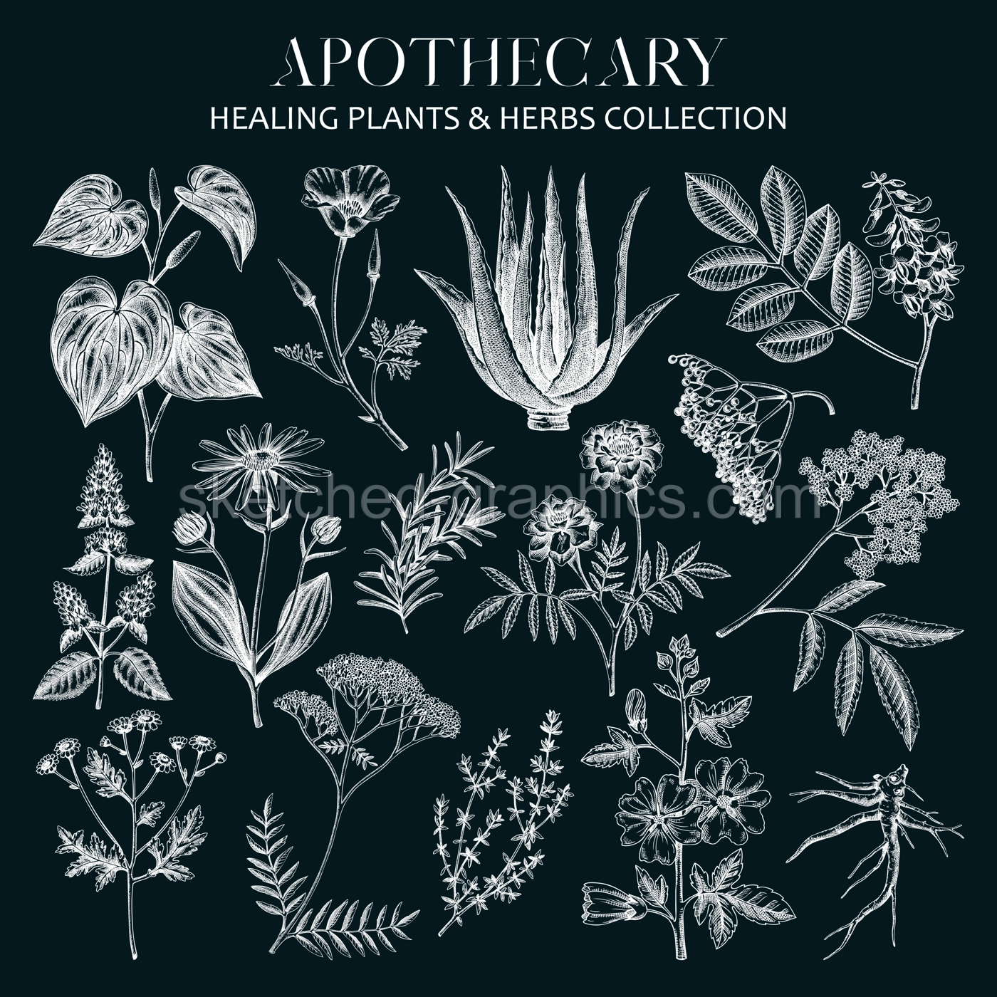 Apothecary Herb Sketches on Chalkboard Illustration